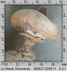 Geastrum striatum (gwiazdosz prążkowany)