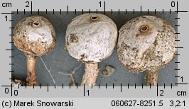 Tulostoma brumale (berłóweczka zimowa)