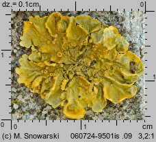 Xanthoria parietina (złotorost ścienny)