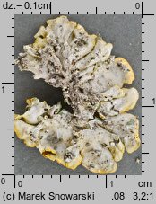 Xanthoria parietina (złotorost ścienny)