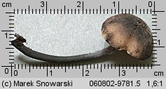 Hydropus atramentosus (mokronóżka czerniejąca)