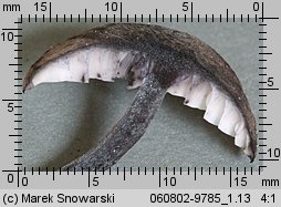 Hydropus atramentosus (mokronóżka czerniejąca)