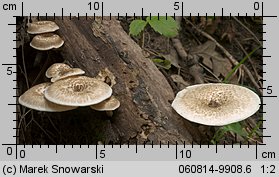 Lentinus tigrinus (twardziak tygrysi)