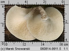 Lentinus tigrinus (twardziak tygrysi)