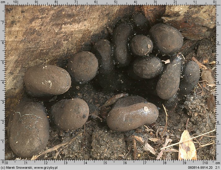 Xylaria polymorpha (próchnilec maczugowaty)