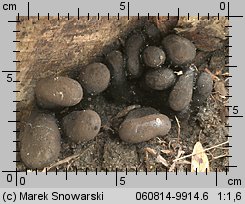 Xylaria polymorpha (próchnilec maczugowaty)