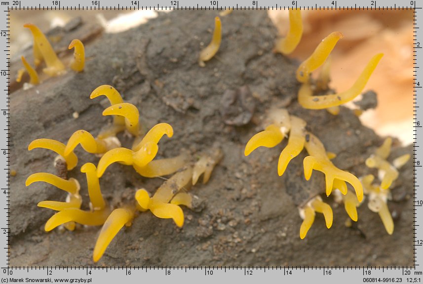 Calocera cornea (pięknoróg szydłowaty)