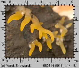 Calocera cornea (pięknoróg szydłowaty)