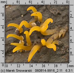 Calocera cornea (pięknoróg szydłowaty)