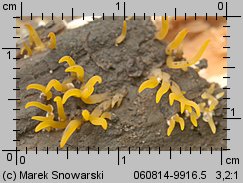 Calocera cornea (pięknoróg szydłowaty)