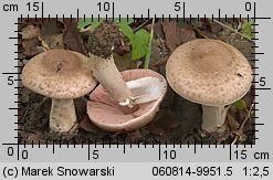 Agaricus fuscofibrillosus