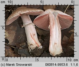 Agaricus fuscofibrillosus