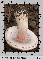 Agaricus fuscofibrillosus