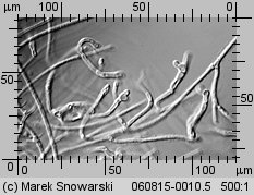 Calocera cornea (pięknoróg szydłowaty)