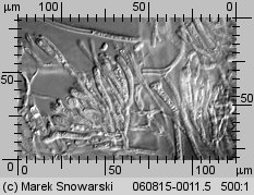 Calocera cornea (pięknoróg szydłowaty)