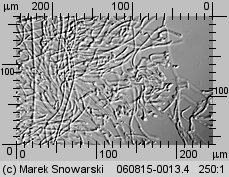 Calocera cornea (pięknoróg szydłowaty)