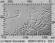 Calocera cornea (pięknoróg szydłowaty)