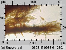 Fuscoporia ferruginosa (rdzawoporka drobnopora)