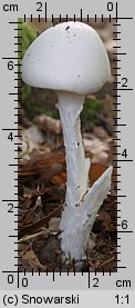 Amanita virosa (muchomor jadowity)