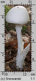 Amanita virosa (muchomor jadowity)