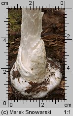 Amanita virosa (muchomor jadowity)