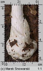 Amanita virosa (muchomor jadowity)