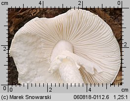 Amanita virosa (muchomor jadowity)