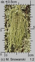 Usnea dasypoga (brodaczka zwyczajna)