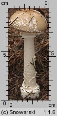 Amanita gemmata (muchomor narcyzowy)