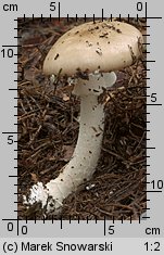 Amanita gemmata (muchomor narcyzowy)