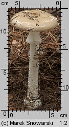 Amanita gemmata (muchomor narcyzowy)