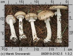 Amanita gemmata (muchomor narcyzowy)