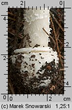 Amanita gemmata (muchomor narcyzowy)