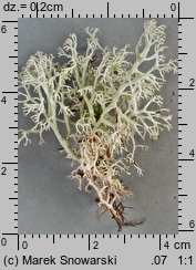 Cladonia rangiferina (chrobotek reniferowy)