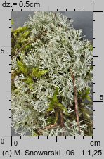 Cladonia rangiferina (chrobotek reniferowy)