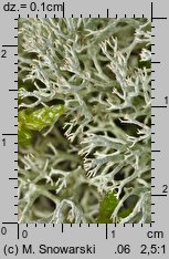 Cladonia rangiferina (chrobotek reniferowy)