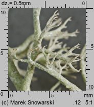 Cladonia rangiferina (chrobotek reniferowy)