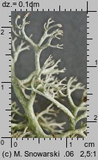 Cladonia rangiferina (chrobotek reniferowy)