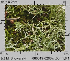 Cladonia furcata (chrobotek widlasty)