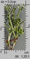 Cladonia furcata (chrobotek widlasty)