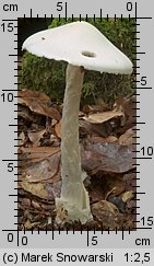 Amanita virosa (muchomor jadowity)