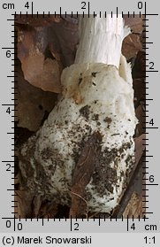 Amanita virosa (muchomor jadowity)