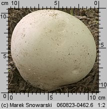 Calvatia gigantea (purchawica olbrzymia)