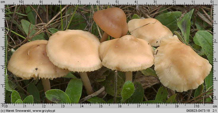 Marasmius oreades (twardzioszek przydrożny)