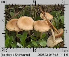 Marasmius oreades (twardzioszek przydrożny)