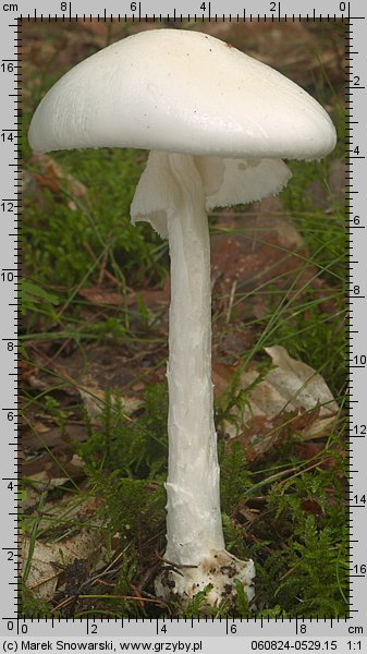 Amanita virosa (muchomor jadowity)