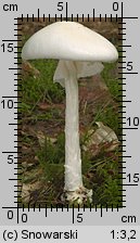 Amanita virosa (muchomor jadowity)