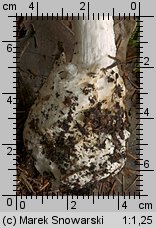 Amanita virosa (muchomor jadowity)