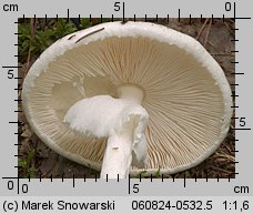 Amanita virosa (muchomor jadowity)