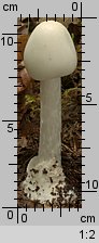 Amanita virosa (muchomor jadowity)